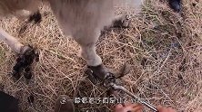 马儿长期呆在马厩里，被主人发现时，已成这幅模样