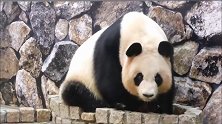 大熊猫我这条命都是这个水池给的!