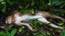 消失的小猴仔找到了，没有了生命特征，是意外还是谋杀