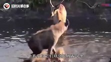 鬣狗捕杀2吨重的河马，直接“生吃”，隔着屏幕都感觉到蛋疼