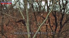 雀鹰抓松鼠，一不小心卡树上了，松鼠幸灾乐祸，结果却悲剧了