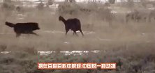 狼狈为奸里的狈到底是什么“动物”网友说狈曾在山西被现场目击