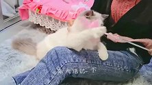 猫咪掉毛满天飞，主人一探究竟，布偶猫与英短猫谁罪魁祸首？