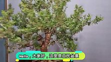 盆景枝叶繁茂很杂乱，小哥下狠手来操作，修枝剪叶缠线整姿效果好