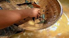 河边野采，用竹编的簸箕捞鱼，捞到一条银龙，这资源太让人羡慕了