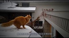 猫咪自信满满想从车顶跳上房顶，纵身一跃滑下来了，场面十分滑稽