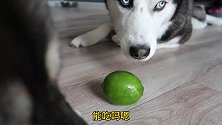 二哈被骗吃柠檬，被它的表情逗笑了，人与狗之间的信任呢？