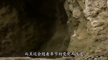 世界上最“凶狠”的猫，500万年没进化，没有天敌却濒临灭绝！