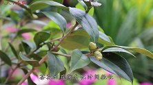茶花现在开花了？如果不经历“风霜”，这并不是好事