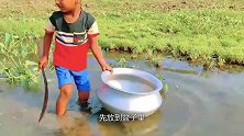 三岁小孩河里抓鱼，捉到一条10斤大鲤鱼，真厉害