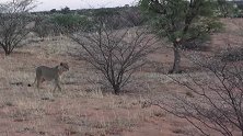 棕毛鬣狗遭到狮子伏击，发现不对劲撒腿就逃