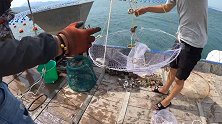 见过用生蚝抓鱼吗？一拉就是20只，这是最笨的鱼