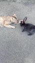 猫：吓死我了，第一次抓这么大的老鼠！