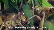 70万印军士兵无心恋战，加入“扫蝗”大军，却突然连摔3架飞机