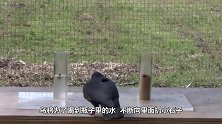 乌鸦发现一只老鼠，接下来请憋住别笑，镜头记录全过程
