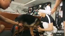 南方有乔木花絮：要和狗狗一起拍戏啦，陈伟霆当然要先培养感情啦