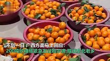 “沃”来了！广西送砂糖橘答谢东北老铁，11车200吨水果将连夜发车