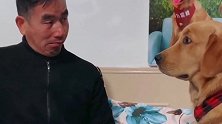 老头儿吹鼻子瞪眼想震慑金毛，不料这家伙不吃这一套，都忍住别笑