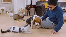 猫狗混养得结果！狗狗爱上逗猫棒，猫咪爱上球