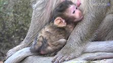 新出生的小猴男爵看起来很漂亮，迷迷糊糊找奶喝的样子太可爱了！