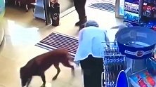 受伤的流浪狗到药店寻求帮助，在地上翻滚：谢谢您！
