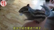 当花栗鼠遇上卫生纸 这纸明显不够用啊 看国外网友家养的花栗鼠
