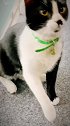 摩尔多瓦，路遇一家猫咖啡馆，能在全世界撸猫是猫奴最大的幸福呀