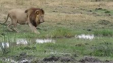 奥卡万戈三角洲已知体积最大雄狮—看看有多威猛