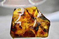 2200万年前的虾长什么样？中国科学家发现世界唯一虾琥珀