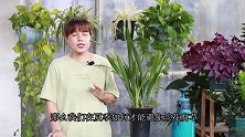 做好4件事，兰花夏季不腐草！
