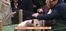 呆萌大熊猫瞬间发怒，战斗力爆表，网友：我好怕怕啊