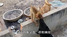 公鸡被猴子抓住，公鸡兄弟你做啥，下一秒猴子的举动太搞笑！