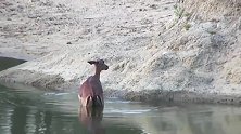 野狗在岸边等羚羊，不知道死活的羚羊还自己往岸边靠