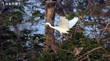 湖中小岛鹭鸟飞