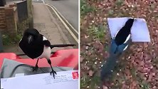 英国一只调皮喜鹊干扰邮递员工作 叼走信件去“投递”