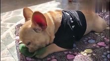 怪不得都说法国斗牛犬身材好，原来秘诀在这里，没谁了！(2)