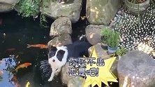 边牧：鱼池的水就是香甜，我就好这口！