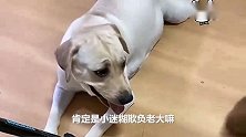 拉布拉多赛文总看不上小泰迪，隔三差五就揍他，好搞笑