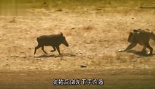 小狞猫面对一群疣猪，二话不说直接开战，疣猪措手不及！