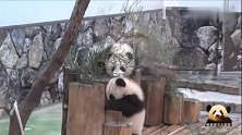 熊猫宝宝爬上木桩的愿望落空，委屈巴巴小模样怎么能这么可爱