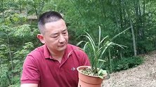夏天兰花患炭疽病、腐叶病怎么办？多菌灵这样用，操作简单又有效