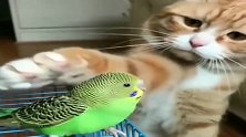 橘猫：小鹦鹉放宽心，我就是看着你心疼，想给你个摸头杀