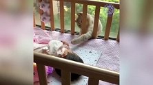 这只小猫咪探出头来，跟主人击了掌，这也太聪明了吧！