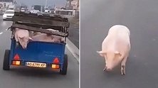 乌克兰一男子拍到猪从送往屠宰场的车上逃跑 边拍边为猪加油