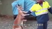 梅花鹿大战袋鼠，“拳击手”竟然毫无反抗之力？镜头拍下全过程！