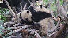 快来围观！这里有两只熊猫团子打架了，场面太好玩了