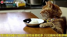 眼前的美食，抵不过朦胧的睡意，史上最懒的猫咪就是它了！