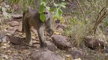 狒狒们觅食的地方，拒绝和敌人正面接触，填饱肚子更要保命！
