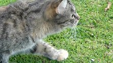 绿地上玩耍的猫咪，看这机灵的小模样，真是惹人爱！