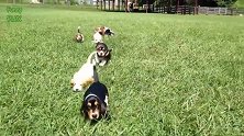 这么多的小狗，一块在草地上玩耍，看着很开心啊！